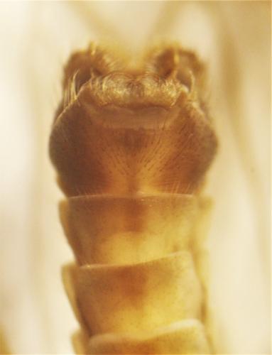 Réf. 256 233 : Tipula pilicauda